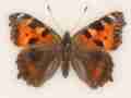 Aglais urticae (Small tortoiseshell aberration british) Internet Image property of respective owner, non-commercial use only